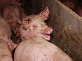 Schweine auf Vollspaltenboden
