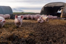 Schweine im Freien