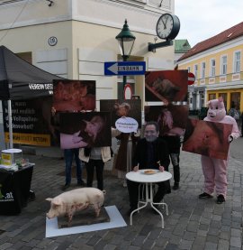 Haltungsbedingungen der Schweine aufgezeigt