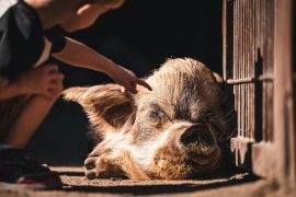 Schwein