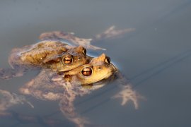 Amphibien 5