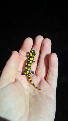 Amphibien 7