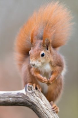 Eichhörnchen