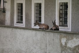 Steinbock