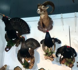 Auerhähne und ein Mufflon
