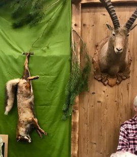 Fuchs und ein Steinbock, beide ausgestopft.