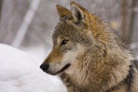 Wolf