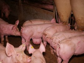 Schweine 1
