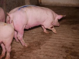 Schweine 2