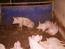 Schweine 3