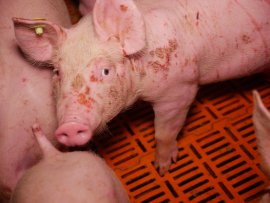 Schwein