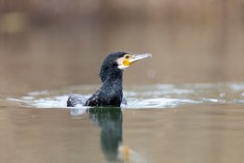 Kormoran