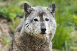 Wolf