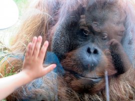 Orang-Utan