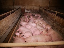 Schweine auf Vollspaltenboden