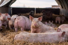 Schweine in Freilandhaltung