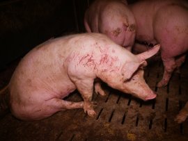 Schwein auf Vollspaltenboden