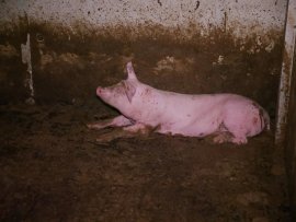 Schweine 1
