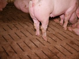 Schweine 2