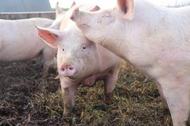 Schweine im Freien