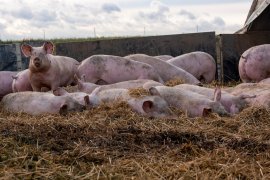 Schweine