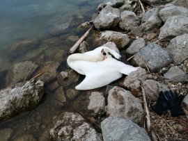 Schwan 1