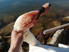 Schwan 2