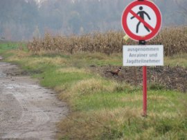 Schild