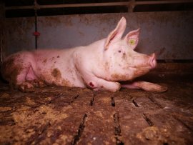 Schweine auf Vollspaltenboden