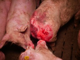 Schweine