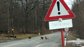 Hunde auf der Straße