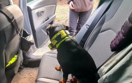 Hund im Auto