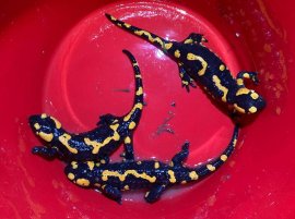 Feuersalamander