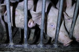 Schweine