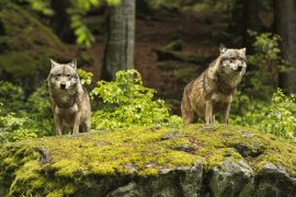 Wolf