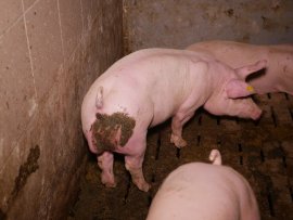 Schweine auf Vollspaltenboden 2