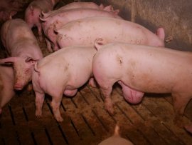 Schweine auf Vollspaltenboden