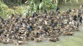Enten 1