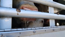 Tiertransport 2
