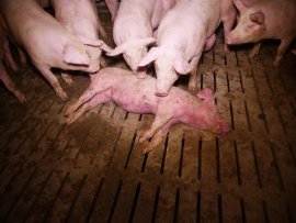 Schwein auf Vollspaltenboden