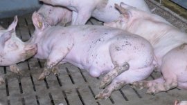 Schwein auf Vollspaltenboden