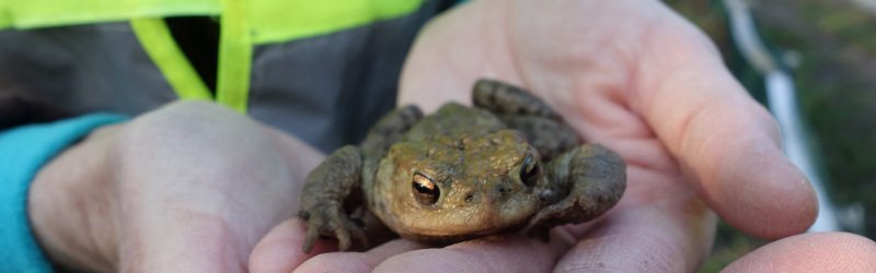 Amphibienschutzprojekt Hanslteich