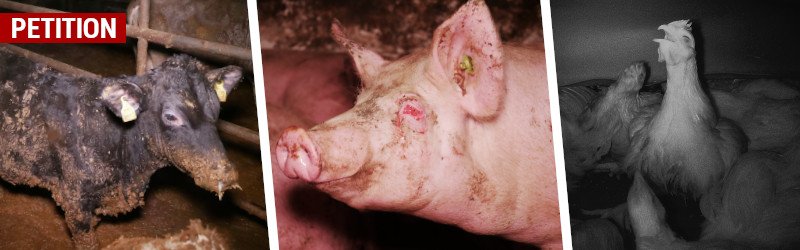 Tierschutz-Aufdeckungen vor Kriminalisierung schützen!