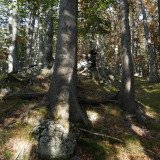 VGT will Stiftung „Zum Urwald Zurück“ gründen