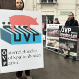 Frage an Totschnig bei dessen Pressekonferenz: wann kommt Schweine Vollspaltenverbot?