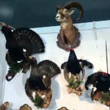 Jagdreise zur Trophäenjagd nach Österreich