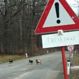 Hitzetod: Jagdhund stirbt, weil er im Auto zurückgelassen wurde