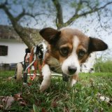 Lebensglück für Rollihunde