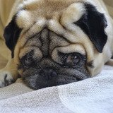 Expert:innen-Appell an Bundesregierung: „Tierwohl ist kein Kuhhandel!“