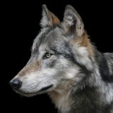Totes Wolfskind in Rauris zeigt: Abschuss der Eltern lässt Kinder extrem hungern